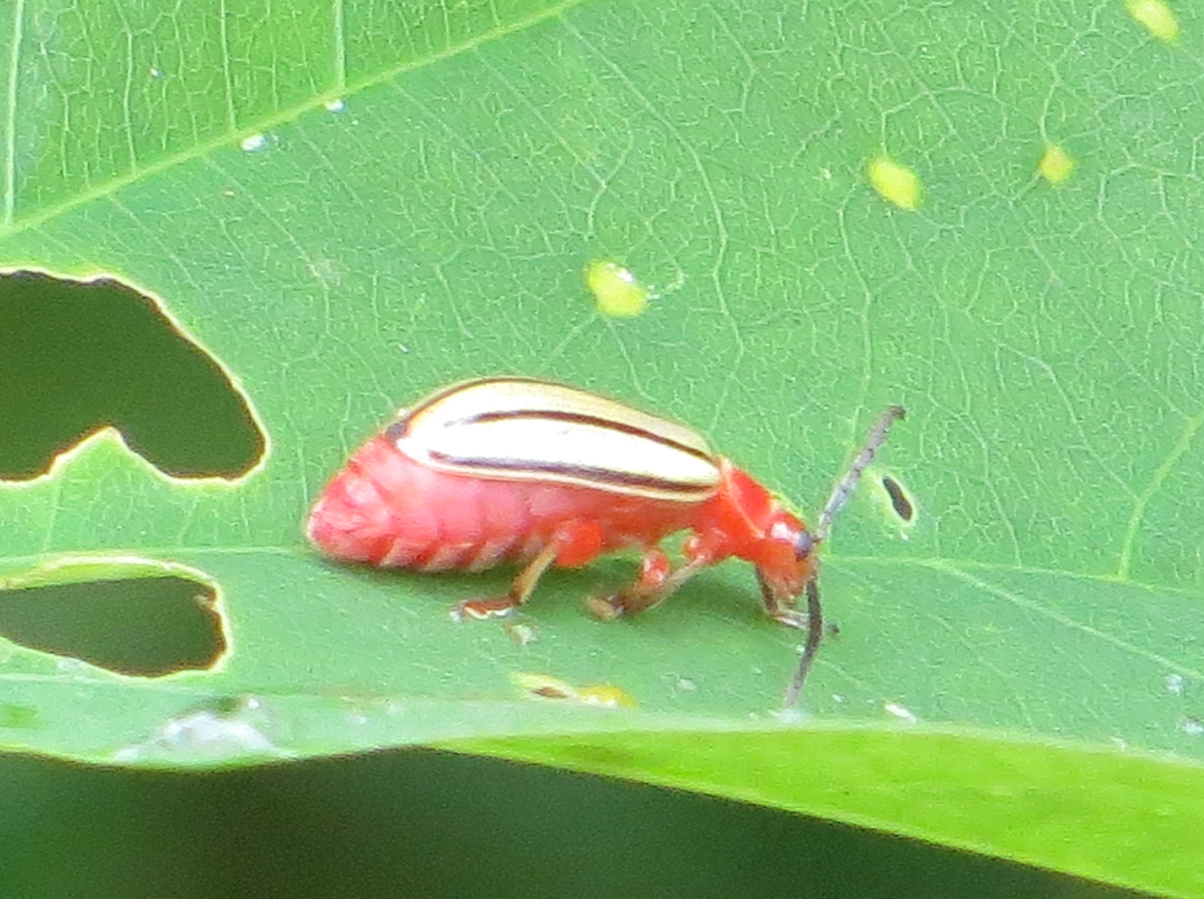 Disonycha quinquelineata